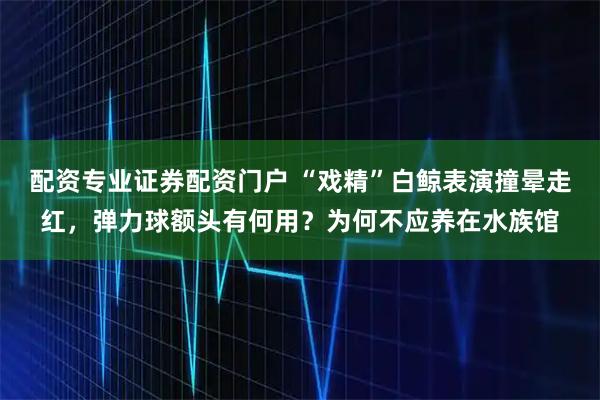 配资专业证券配资门户 “戏精”白鲸表演撞晕走红，弹力球额头有何用？为何不应养在水族馆